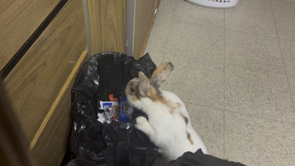 Allergic to behaving