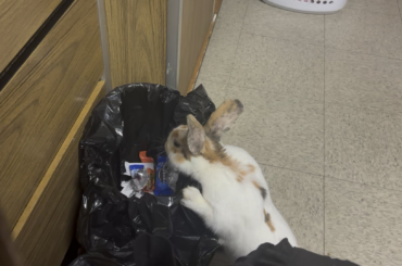 Allergic to behaving