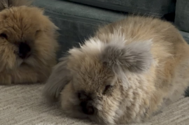 I’ll never get tired of watching my bunnies sleep