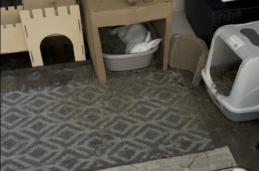 Pro tip: Make sure you have at least 1 rabbit per room in your home for maximum happiness