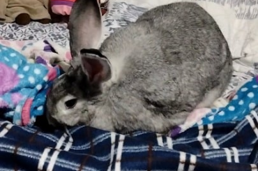 Why my bunny girl does this?
