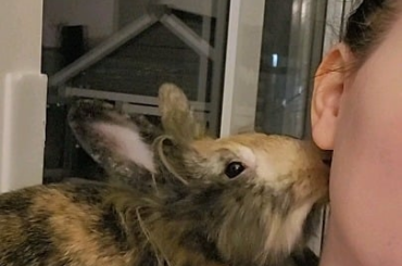 Bunny Kisses