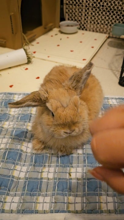Bunny butt rubs
