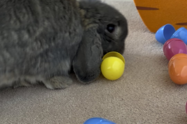 Happy Easter!