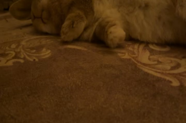Dreaming about those treats