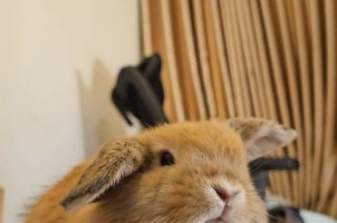 Miso dominating & giving kisses