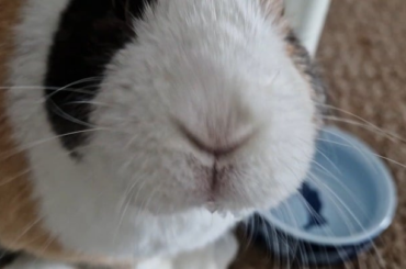 He drimk