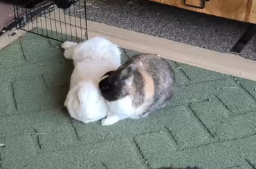 Ear cleaning service has arrived 🫡