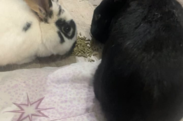 Are they bonding? Or are they bonded and just not affectionate?