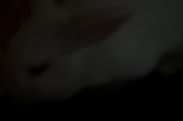 what is this noise? she quiets down when I touch her but she's meeting a new mate