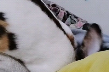 Why does my rabbit do this??