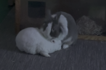 A very sweet example why bunnies should never live alone 🥰