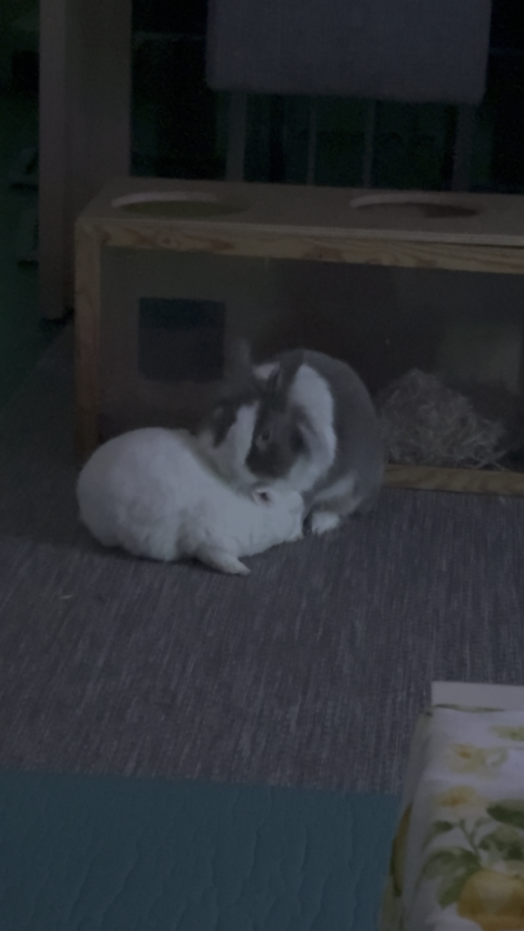 A very sweet example why bunnies should never live alone 🥰