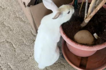 Sometimes you learn what needs bunny proofing the hard way