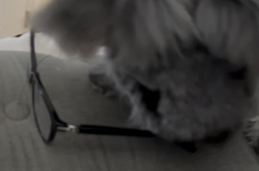 “…these stupid glasses. Get out of my way 😡”-my rabbit, probably.