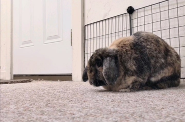 Playing with Heidi