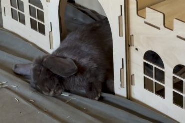 Possessed by dreams of food