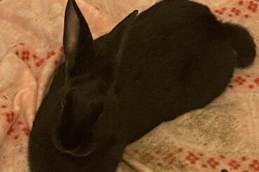 Show me your Rabbits Happy Easter Month