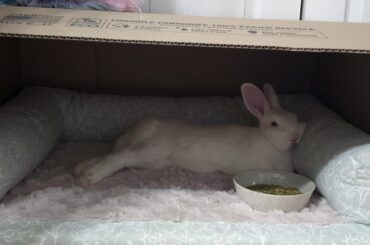 lil bun's had a long, hard day of being adopted