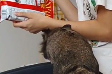 When your bun is super food-motivated: