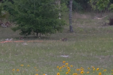 Wild buns in our yard. These are 2 of a group of 3 new silly wild rabbits. Haven't seen the parents in a week 😕