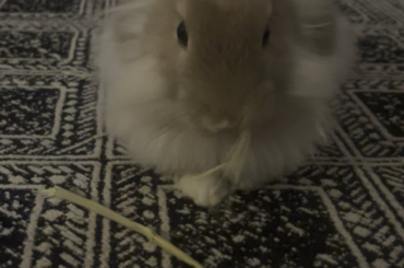 Mochi ASMR