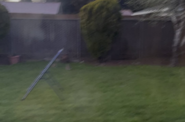 Bouncing backyard bunnies