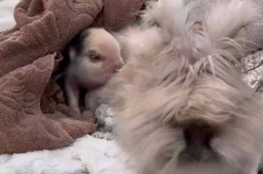Angora rabbit comforts piglet who was just rescued and went through trauma