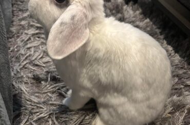 Rabbit Happiness Post