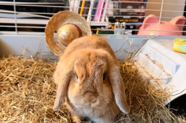 Bonded pair adopted today