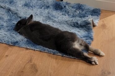She's trying to become one with the carpet