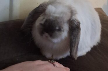 Update on Mr. Oliver MurderBun