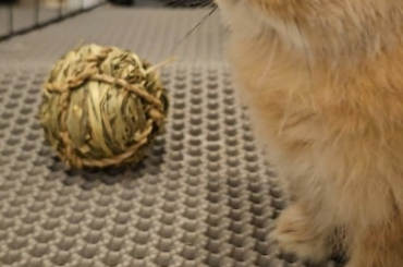 Momo's first toy + fur question