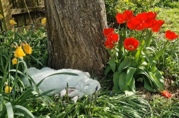The cutest flower bed crusher 🌷 🐇