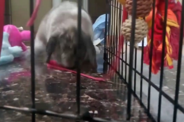 Shoe lace attack
