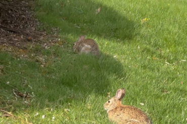 found these two on campus today 🐰
