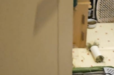 Princess Miso knows she's the boss