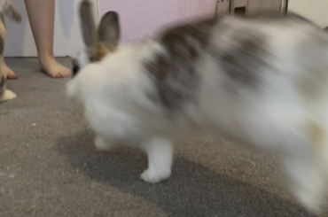Advice! Vet bills