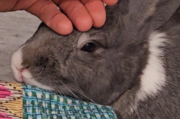1 pat = 1 lick