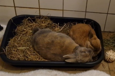 Dora's such a loving bunwife, taking good care of Molly's fur. It's sticky from the Critical Care and the meds, but she fixes it...