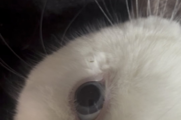 Is this E. Cuniculi?