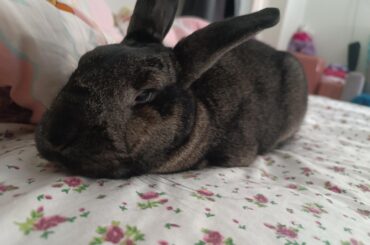 Is it a good idea to make my bunny chase his food?