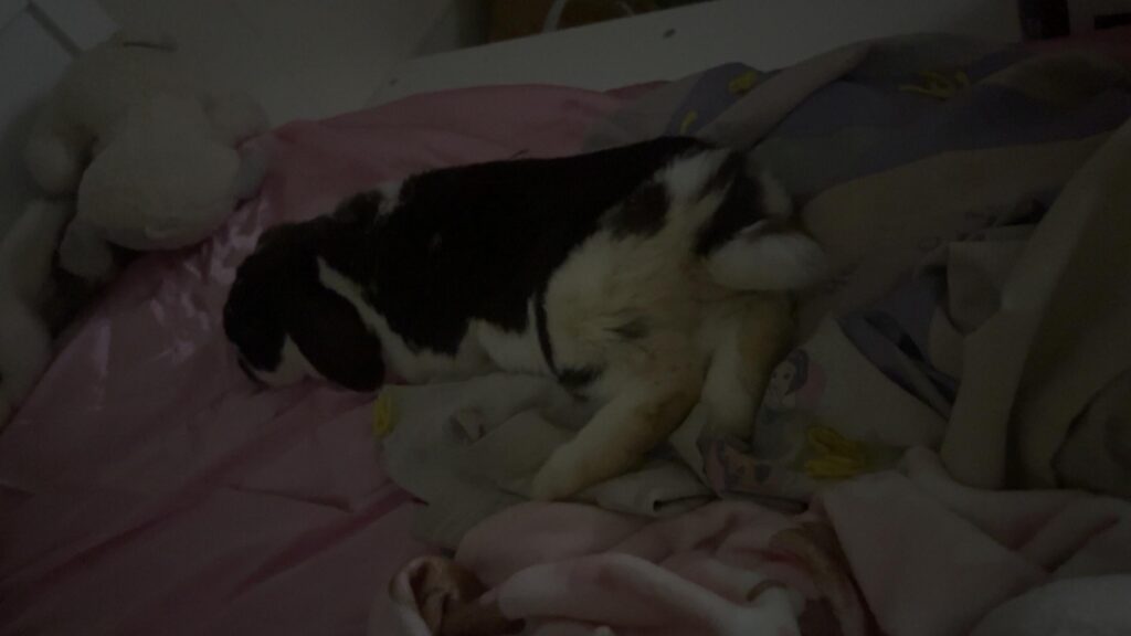 Rescue bun 2 weeks later :)