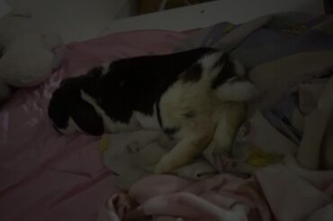 Rescue bun 2 weeks later :)