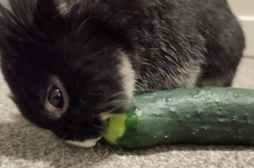Someone likes his cucumber