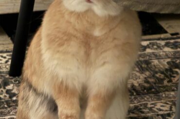 Willow what did you hear