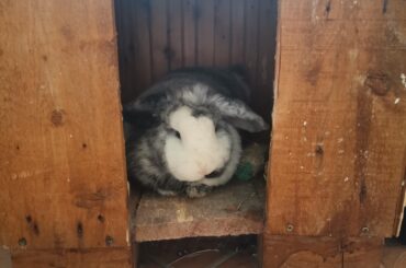 Had to apply disinfectant to my bunny's abscess under his neck. Was almost impossible to keep still and now be hates me and won't let me approach :( And i have to do it daily.