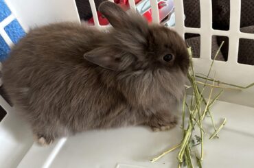 Meet Moose 😊