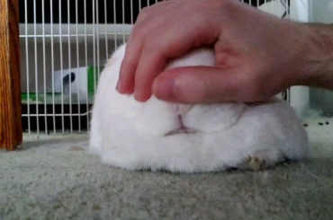 My baby girl falling asleep from pets
