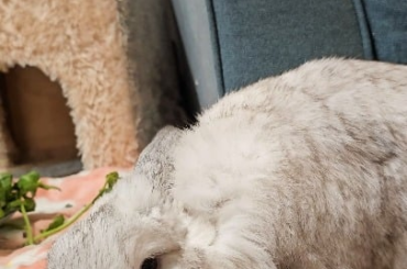 Momo enjoy a deep body massage ~